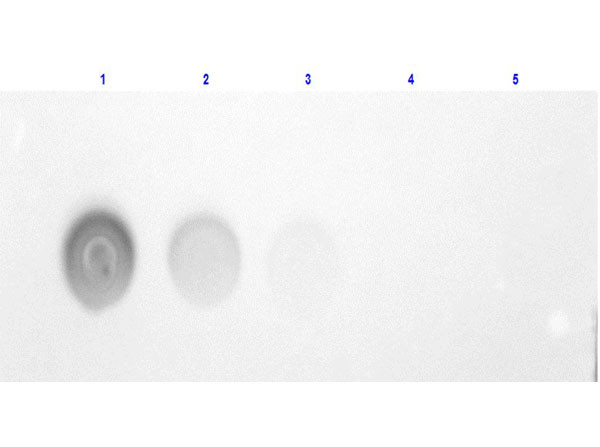 Human Albumin Fluorescein Conjugated
