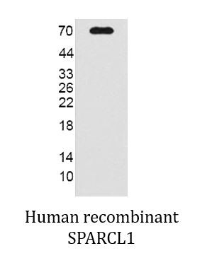 Anti-SPARCL1