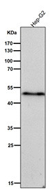Anti-phospho-VASP (Ser156) / Vasodilator-stimulated phosphoprotein, clone 32V43
