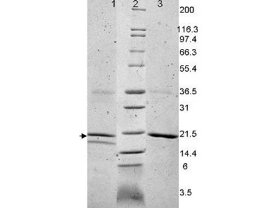 Interleukin-32 alpha, human recombinant (rHuIL-32a)