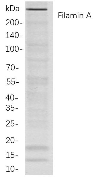 Anti-Recombinant Filamin A, clone 4F12