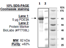 PDE3A (His-GST), active human recombinant protein