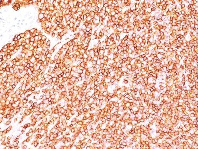 Anti-CD45RB(BRA-11G), CF568 conjugate, 0.1mg/mL