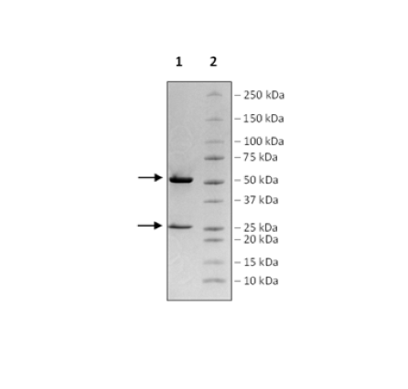 Anti-OX40L Antibody (Amlitelimab)