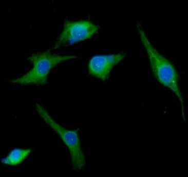 Anti-SNAP25, clone 4E11