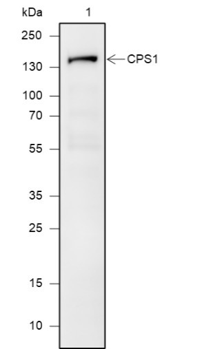 Anti-Recombinant CPS1, clone A622