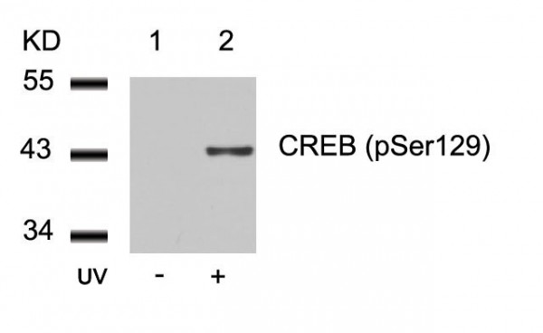 Anti-phospho-CREB (Ser129)