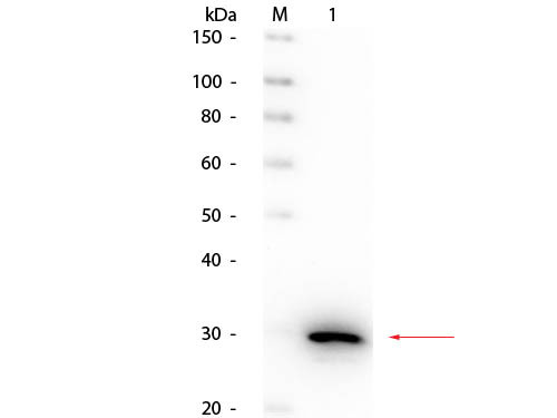 Anti-CARBONIC ANHYDRASE II, Peroxidase Conjugated