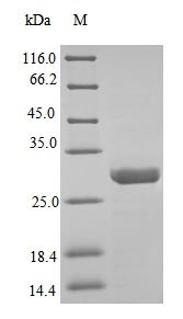 Snake venom metalloproteinase adamalysin-2, Crotalus adamanteus, recombinant