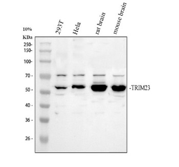 Anti-TRIM23 / Tripartite motif-containing protein 23