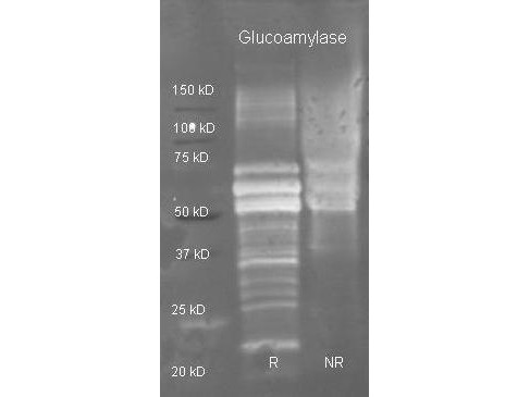 Anti-GLUCOAMYLASE, Peroxidase Conjugated