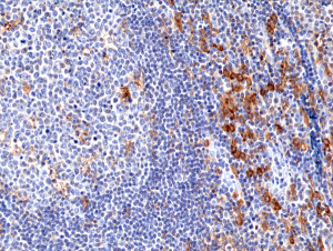 Anti-CD33 (human), Rabbit Monoclonal (RM398)