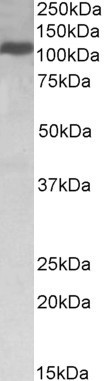 Anti-Kinesin 1 / UKHC, C-terminal