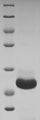 Interferon gamma (IFNG), Marmota monax, recombinant