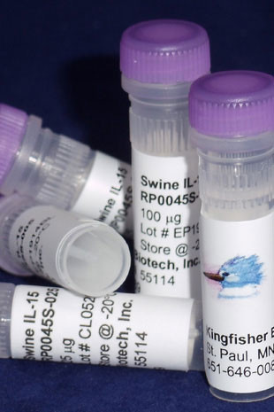 IL-15, swine recombinant (rpoIL-15)