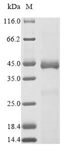 Serine protease HTRA1 (Htra1), partial, mouse, recombinant