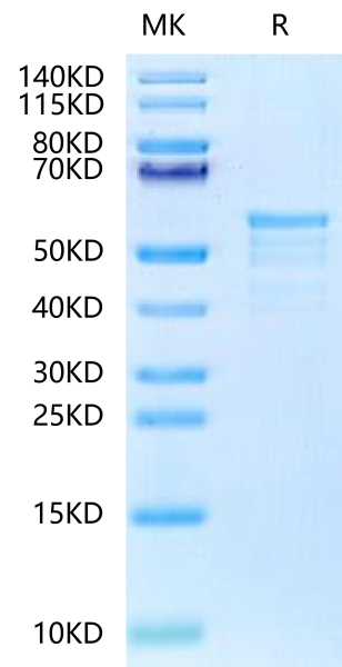 Biotinylated Human CKAP4 Protein (Primary Amine Labeling)