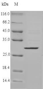 Chymase (CMA1), human, recombinant