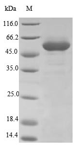 Flavonol 3-O-glucosyltransferase UGT71C1 (UGT71C1), Arabidopsis thaliana, recombinant