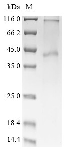 Mas-related G-protein coupled receptor member X2 (MRGPRX2), human, recombinant
