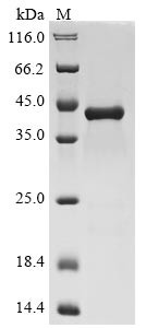 C-X-C motif chemokine 2 (CXCL2), human, recombinant