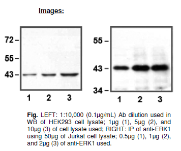 Anti-ERK1 E19, clone E19