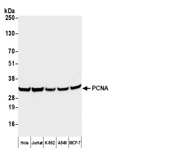 Anti-Mouse IgG-F(ab')2 Fragment cross-adsorbed, HRP conjugated