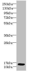 Anti-Ly6e