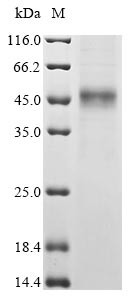 Cytokine-like protein 1 (CYTL1), human, recombinant