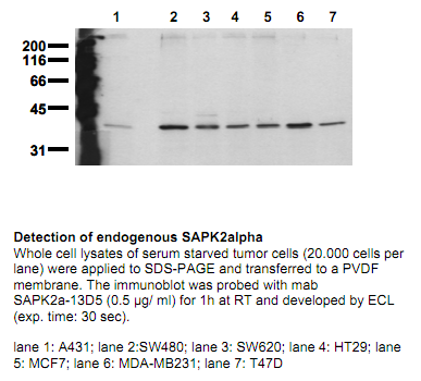 Anti-SAP Kinase 2a/p38a (N-term), clone 13D5