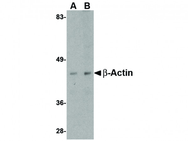 Anti-Beta-actin