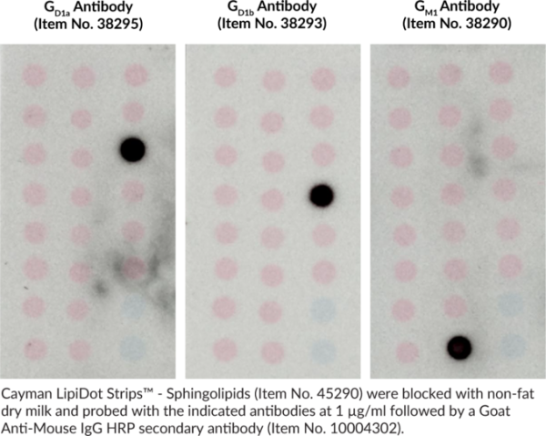 Cayman LipiDOT Strips(TM) - Sphingolipids