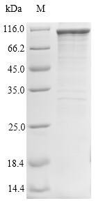 TIR domain-containing adapter molecule 1 (TICAM1), human, recombinant