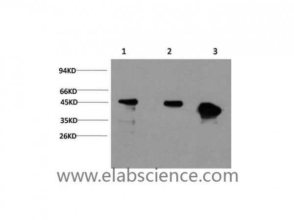 Anti-GSK3 beta, clone 4D2
