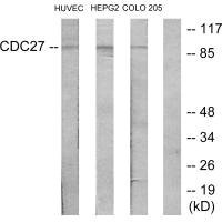 Anti-CDC27