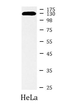 Anti-phospho-MCM2 (Ser41)