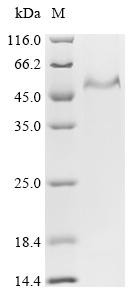 Prolow-density lipoprotein receptor-related protein 1 (LRP1), partial, human, recombinant