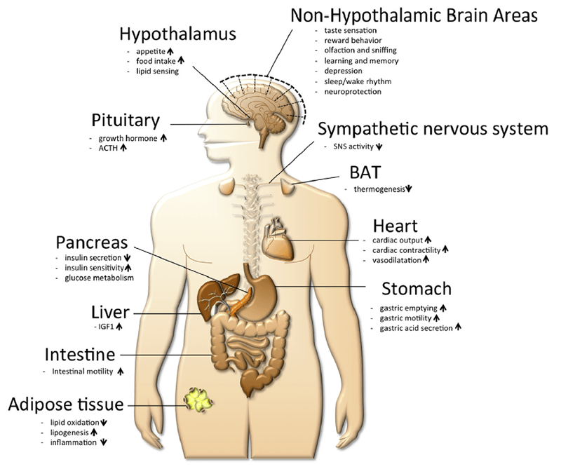 Ghrelin-Physiological-Effects