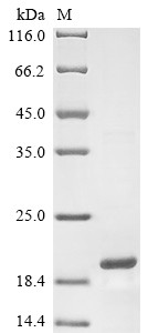 Lysozyme C-2 (Lyz2), mouse, recombinant
