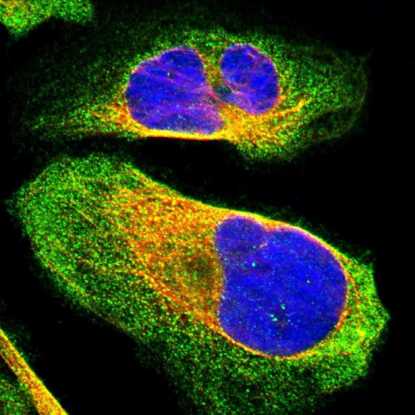 Anti-BICD2
