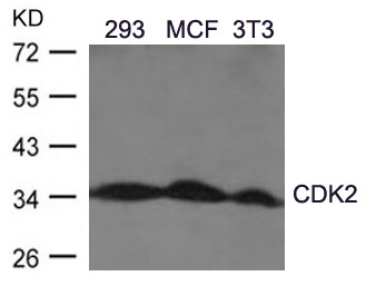 Anti-CDK2