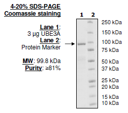 UBE3A, active human recombinant protein