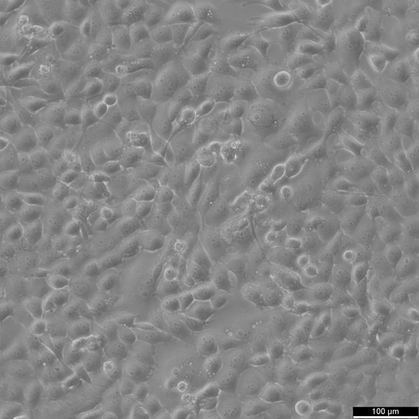 Hs-746T Cells