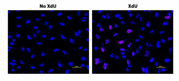 Bucculite(TM) XdU Cell Proliferation Fluorescence Imaging Kit *Deep Red Fluorescence*
