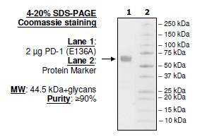 PD-1 (E136A), Fc fusion, Biotin-labeled