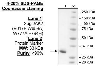 Jak2 (JH2 Domain) (V617F, W659A, W777A, F794H), His-Tag