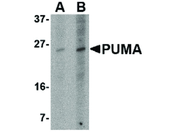 Anti-PUMA, clone [10D4G7]