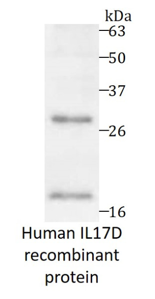 Human IL17D recombinant protein (His-tagged)