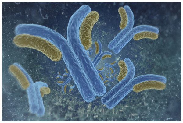 Anti-XPG (Xeroderma pigmentosum group G) Monoclonal Antibody (Clone 1B5)