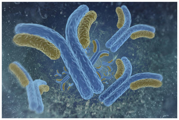 Anti-XPG (Xeroderma pigmentosum group G) Monoclonal Antibody (Clone 1B5)